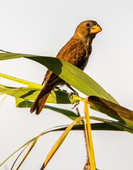 Thick-billed Weaver, South Africa