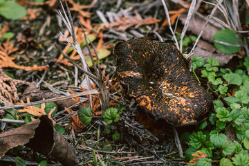 Wild Mushroom