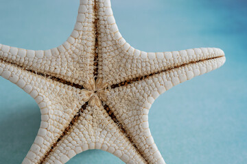 Close-Up of Fossilised Starfish on Blue Background with Copy Space