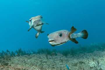 Underwater view with two puffer fish in ocean. Sea life in transparent water