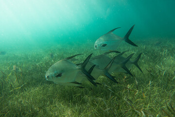 Underwater view with school fish in ocean. Sea life in transparent water