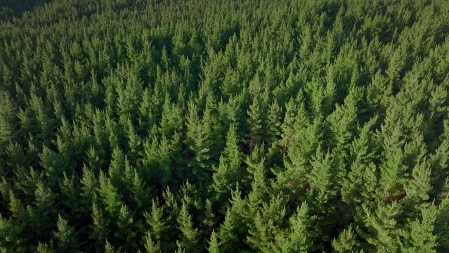 Aerial: Sustainable Forest Plantation