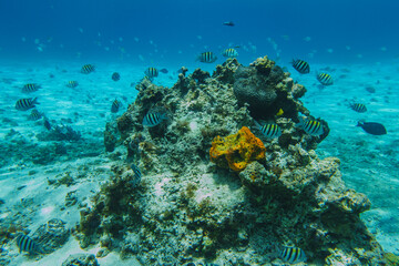 Underwater view with school fish in ocean. Sea life in transparent water