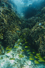 Fototapeta na wymiar Underwater view with school fish in ocean. Sea life in transparent water