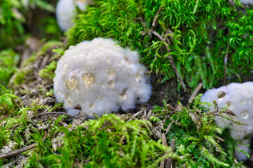Postia ptychogaster, known as the powderpuff bracket, strange fungus from Sweden
