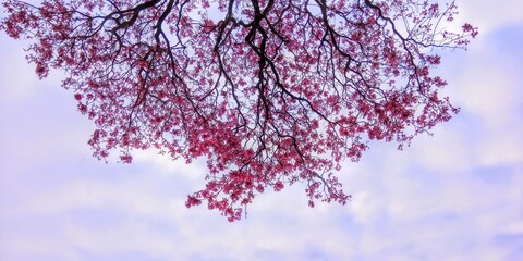 Cielo