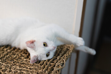 Naklejka premium cute white rescued cat （白い保護猫）