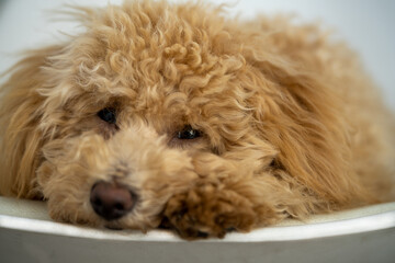 Mini goldendoodle puppy sleeping in a chair