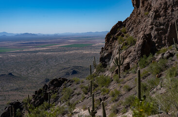 Fototapeta na wymiar Saguaro cactus growing on the side of a rugged mountain in Arizona