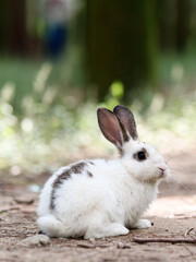 Cute rabbit in forest, this is an abandoned pet.