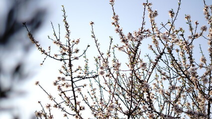 Fototapeta na wymiar almond tree branches against sky