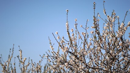 flowering almond tree branches against sky