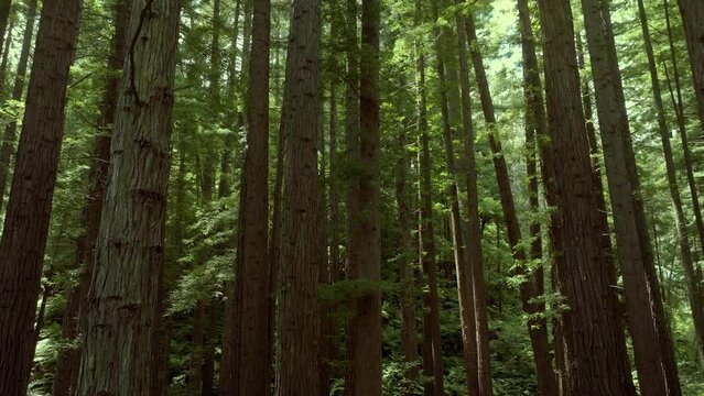 Aerial: Beautiful sunlit Redwood forest interior