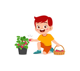 cute little boy harvest strawberry in the garden