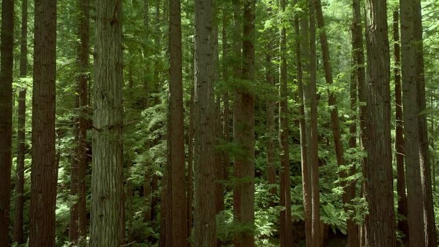 Aerial: Beautiful sunlit Redwood forest interior