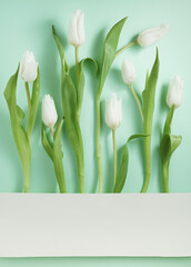 Creative Floral Greeting card with white tulips on mint green background with space for text. Nature Trendy Decorative Design.Flat lay composition.