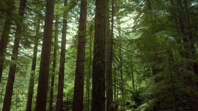 Aerial: Beautiful sunlit Redwood forest interior