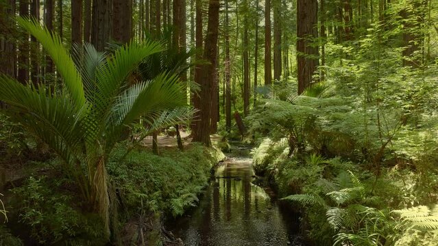 Aerial: Beautiful sunlit Redwood forest interior