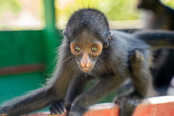 Obraz premium Baby spider monkey, at the Community November 3, The Village (La Aldea), Amazon, Peru.