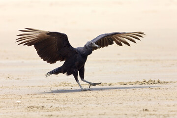 vulture on the beach