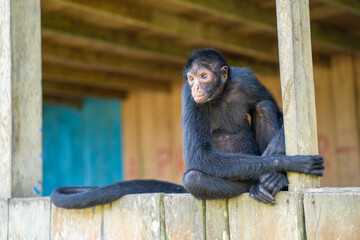 Female spider monkey, at the Community November 3, The Village (Comunidad 03 de Noviembre, La Aldea)