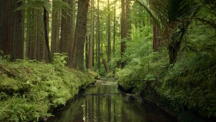 Aerial: Beautiful sunlit Redwood forest interior
