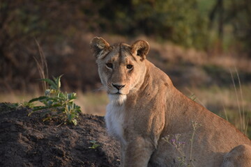 African lioness watches quietly at dawn as the sun rises 