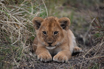 African baby lion cub prepares to pounce in grasslands 