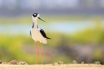 Obraz premium Shorebirds Ecuador Beach wild