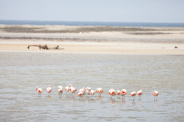 Shorebirds Ecuador Beach wild