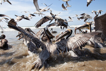 Shorebirds Ecuador Beach wild
