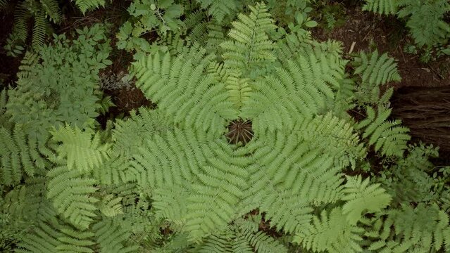Aerial: Beautiful sunlit Redwood forest interior