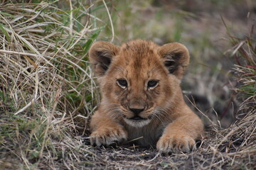 Obraz na płótnie Canvas Baby African lion cub stares curiously at camera 