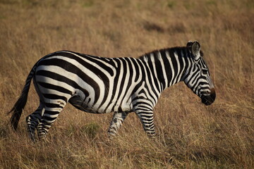 Fototapeta na wymiar African zebra walks through grasslands 