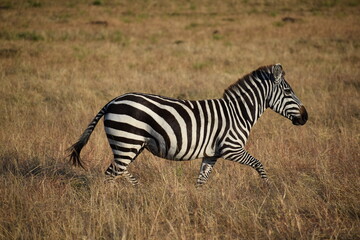 Fototapeta na wymiar African zebra strides through the grasslands
