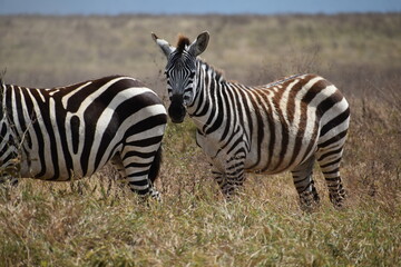 Fototapeta na wymiar African zebra stares at camera 