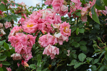 pink roses in garden after rain