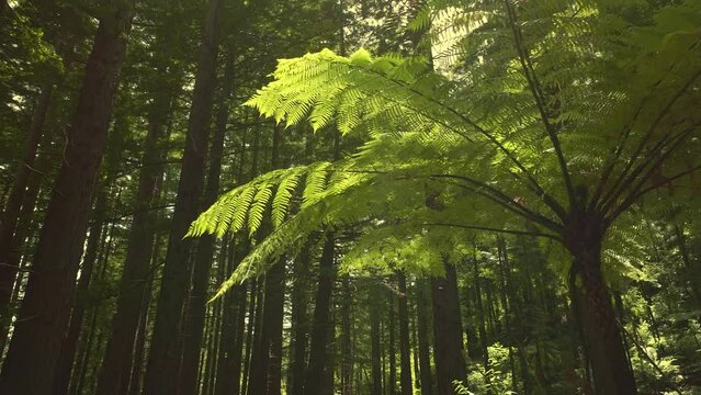 Aerial: Beautiful sunlit Redwood forest interior