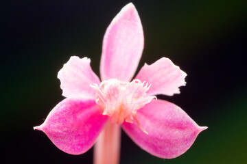 orchids in the wild Ecuador