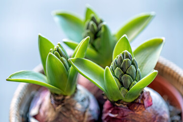 Hyacinth buds emerge from new leaves to signal the beginning of spring