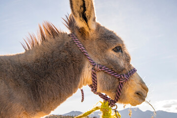 Burro Donkey - obrazy, fototapety, plakaty
