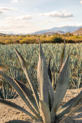 Agave mezcal