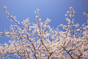 青空の中で満開の暖流桜	