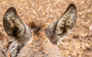 Orejas de burro