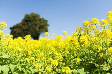 菜の花の近接撮影	