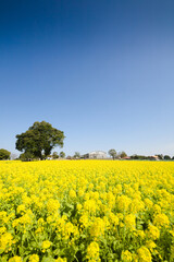 Obraz premium 満開の菜の花 都市農業センター 