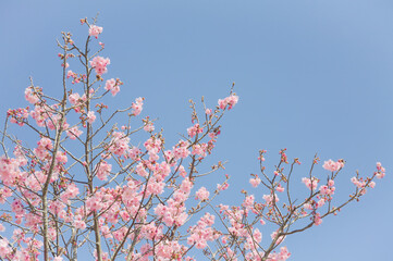 ハイキー調に写した河津桜	