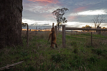 A fox shot and hung serves as a warning to other animals in Victoria, Australia.