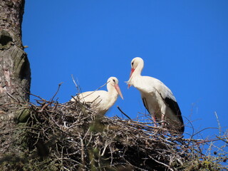 Stork in nest high on top of leafless larch tree in early spring in the biggest white stork 'Ciconia ciconia' colony in the Baltic states - Matisi, Latvia 