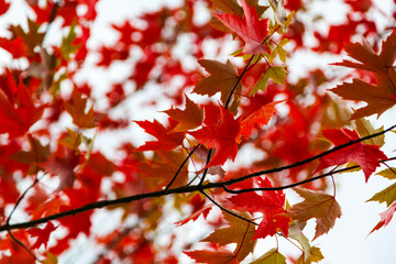 Fototapeta premium Beautiful red Canadian maple leaves in Autumn background.